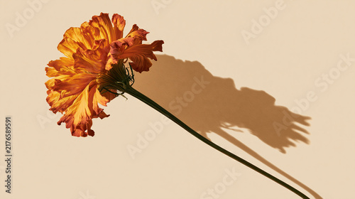 Vibrant Flower with Soft Shadow on Light Background