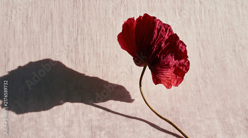 Red Poppy Flower in Soft Light on Textured Background