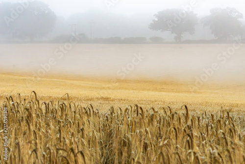 Konstfotografi The crop of cereal grain field, most likely barley or wheat, growing on agricultural farmland in the Norfolk Broads taken while morning mist hangs around background trees