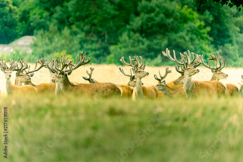 Herd of deer with large antlers all up as animals lift heads