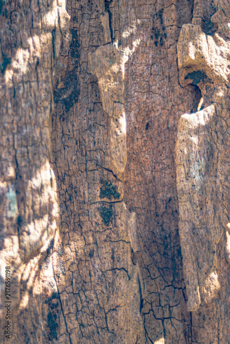 Obraz na plátně Aged wood trunk displaying rustic texture and rough grain with cracks, showcasin