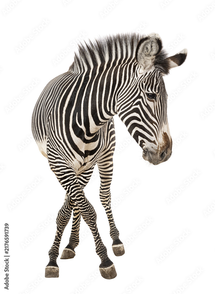 Obraz premium Grevy's zebra standing with black and white stripes