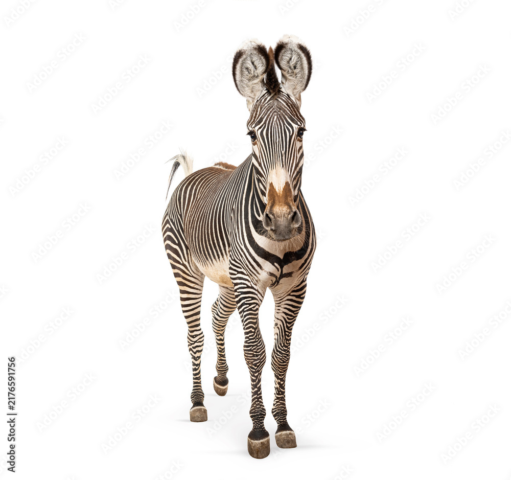 Naklejka premium Grevy's zebra standing with distinctive stripes