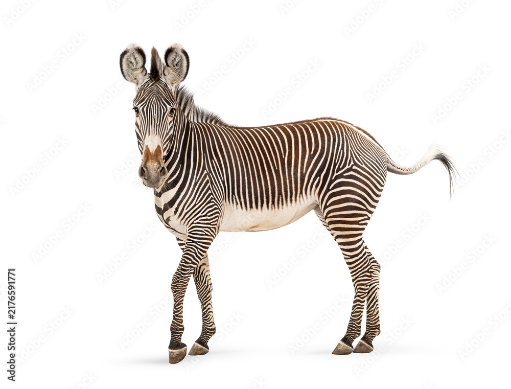 Naklejka premium Grevy's zebra standing with distinctive stripes on white