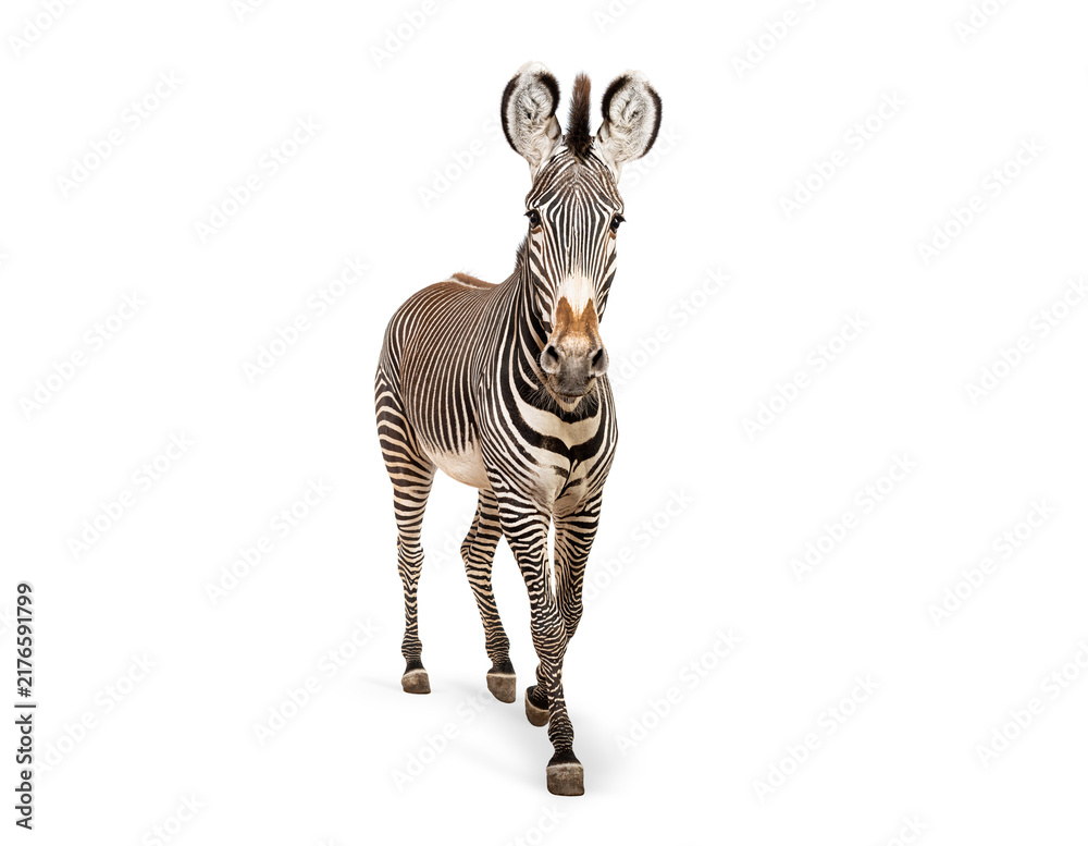 Naklejka premium Grevy's zebra walking forward on white background