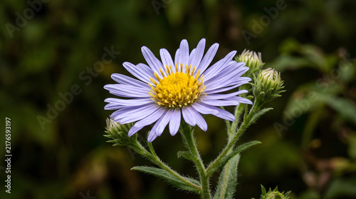 Wild Aster Bloom in Soft Light