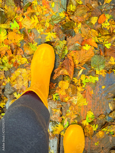 Konstfotografi TOP DOWN, FPV, POV: Bright yellow rain boots stepping across a damp wooden surface strewn with colorful autumn leaves