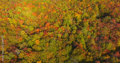 AERIAL TOP DOWN: Dense autumn forest with treetops in green, yellow, ochre and orange shades that form a textured natural mosaic. Seasonal change across an uninterrupted, pristine woodland landscape.