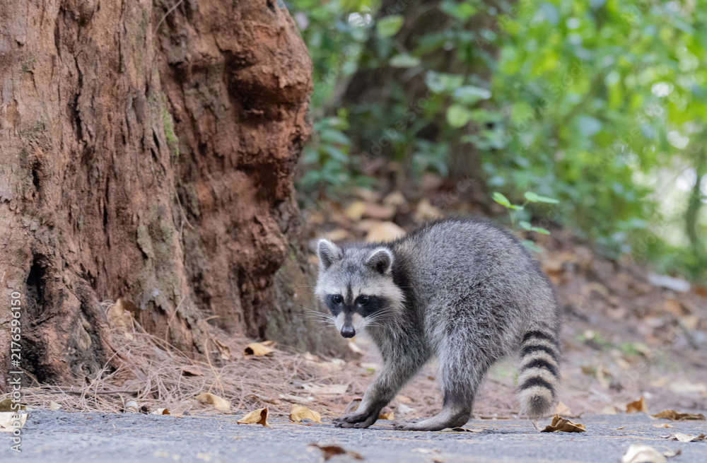 Fototapeta premium Racoon