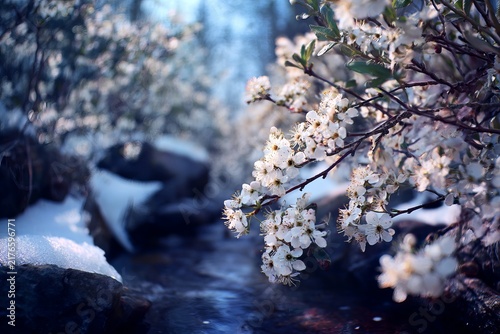Snowy Spring - Blossoms and Stream in a Winter Landscape.