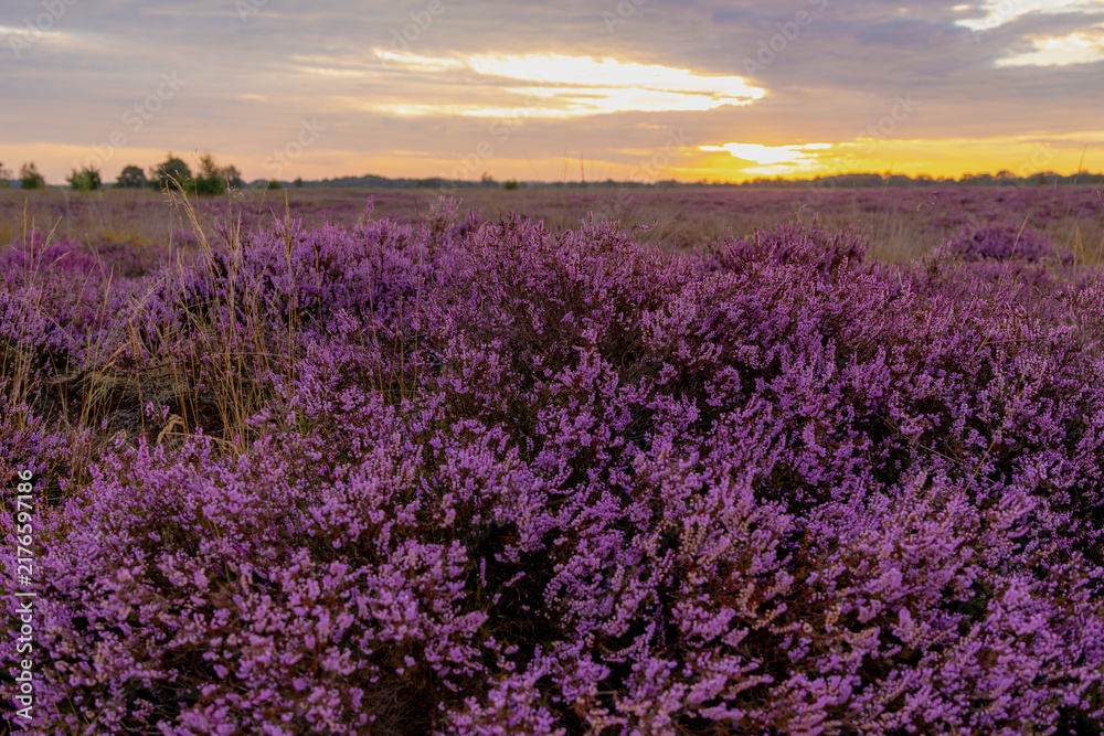 Obraz premium Nature landscape, Flowering Calluna vulgaris (heide, ling, or simply heather) Purple flowers field with sunrise light, Balloerveld is a hamlet in the municipality of Aa en Hunze, Drenthe, Netherlands.