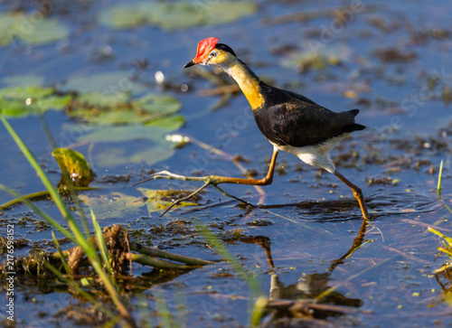 Konstfotografi Comb-crested jacana (Irediparra gallinacea), also known as lotusbird or lilytrot