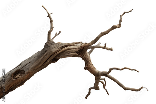 Weathered dead tree root with twisted bare branches