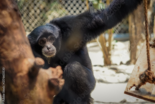 Photography Siamang gibbon in the zoo