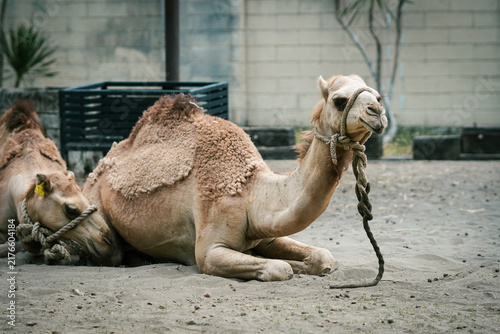 фотографія camel in the zoo