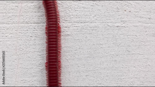 A millipede (Trigoniulus corallinus) crawling on a white wall surface; animal world, Diplopoda.