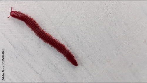 A millipede (Trigoniulus corallinus) crawling on a white wall surface; animal world, Diplopoda.