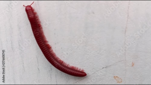 A millipede (Trigoniulus corallinus) crawling on a white wall surface; animal world, Diplopoda.