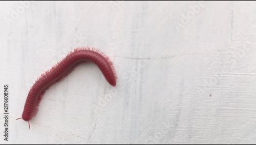 A millipede (Trigoniulus corallinus) crawling on a white wall surface; animal world, Diplopoda.
