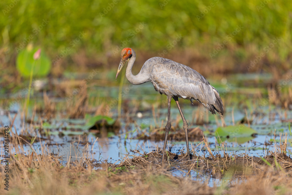 Obraz premium Brolga (Antigone rubicunda) at a swamp, around Yellow Water, Northern Territory, Australia