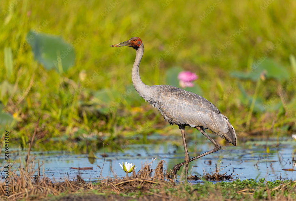 Fototapeta premium Brolga (Antigone rubicunda) at a swamp, around Yellow Water, Northern Territory, Australia