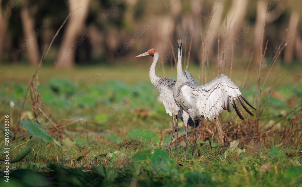 Fototapeta premium Two Brolga (Antigone rubicunda) at a swamp, around Yellow Water, Northern Territory, Australia