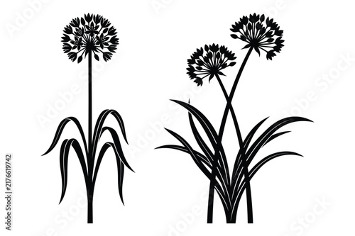 Black and white vector silhouette of allium globe flowers with long stems