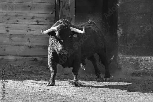 Canvastavla a black bull running in the spanish bullring in a traditional spectacle of bullf
