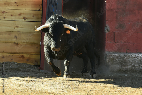 a black bull running in the spanish bullring in a traditional spectacle of bullfight
