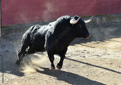 Bild auf Leinwand a black bull running in the spanish bullring in a traditional spectacle of bullf