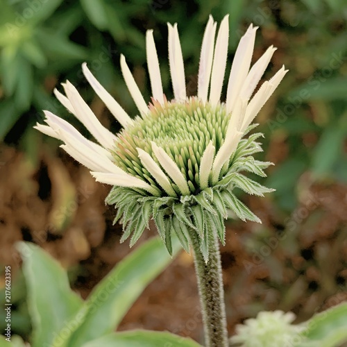 Macro shot of opening white coneflowers flower head showing spiky green center