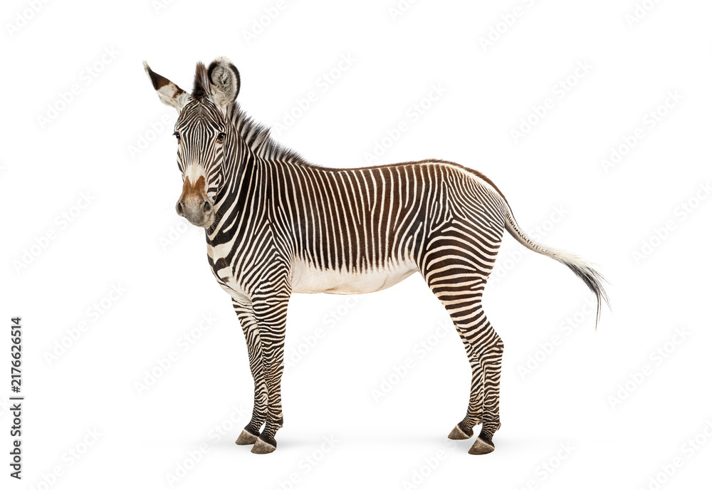 Naklejka premium Grevy's zebra standing with distinctive stripes