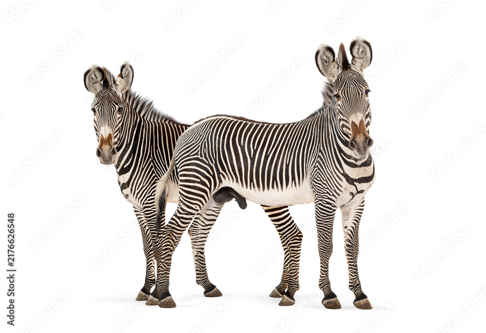 Naklejka premium Grevy's zebras pair standing on white background
