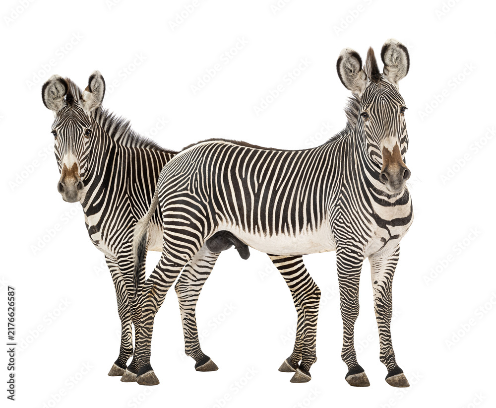 Fototapeta premium Two zebras standing together with distinctive striped patterns