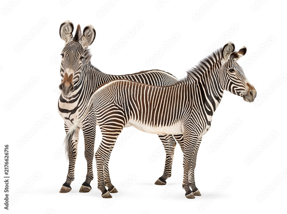 Fototapeta premium Two zebras standing together on white background