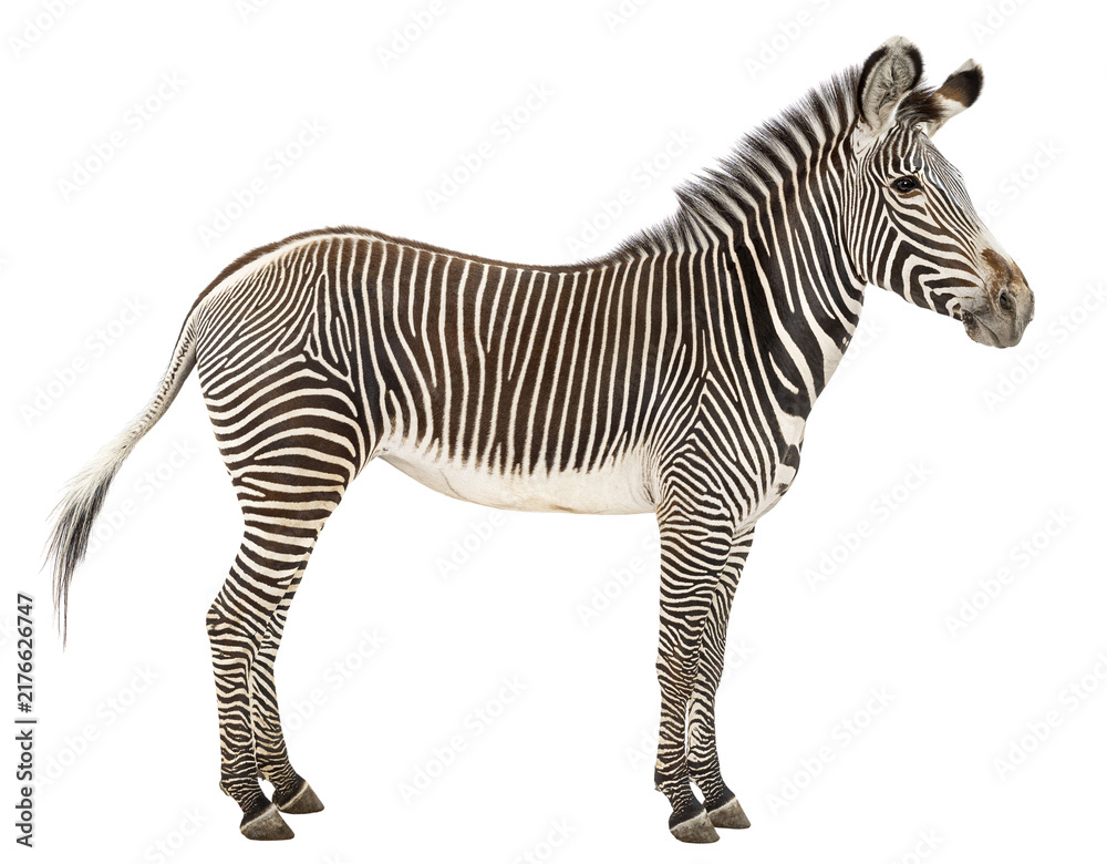 Obraz premium Grevy's zebra standing with intricate striped coat