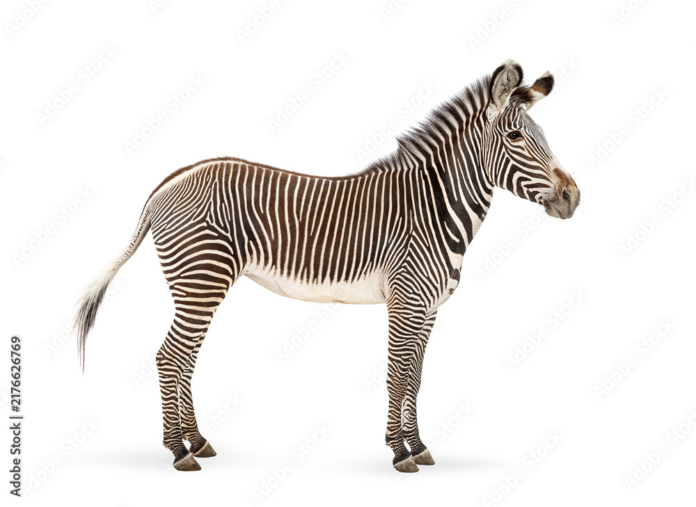 Naklejka premium Grevy's zebra standing looking aside against white background
