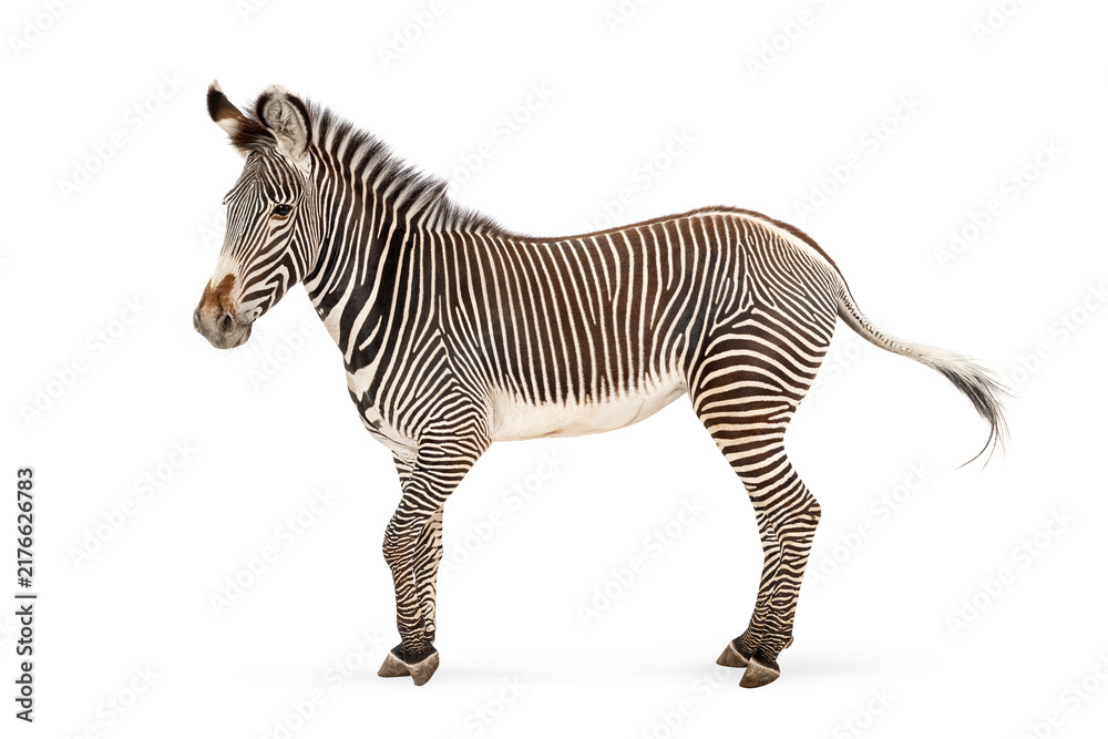 Naklejka premium Grevy's zebra foal standing white background