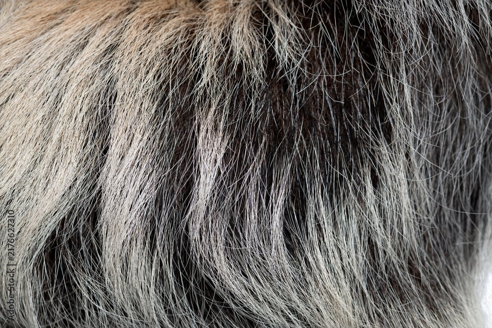 Fototapeta premium Linnaeus's two toed sloth fur texture close up