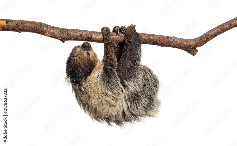 Fototapeta premium Linnaeus's two toed sloth hanging from branch