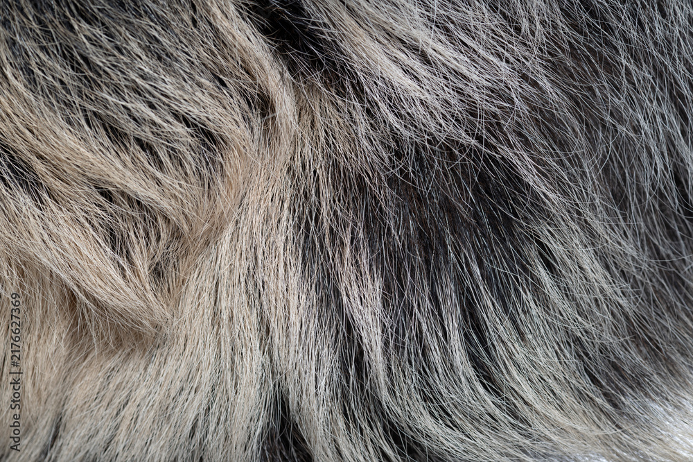 Fototapeta premium Linnaeus's two toed sloth displaying textured fur pattern