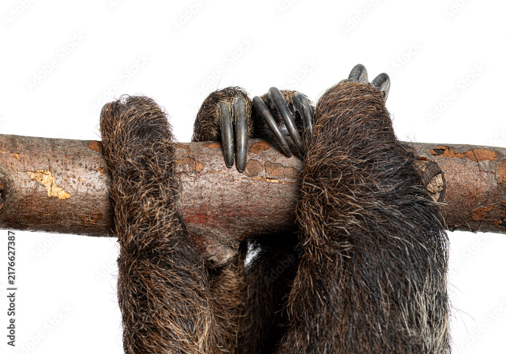 Fototapeta premium Two toed sloth clinging to branch with claws