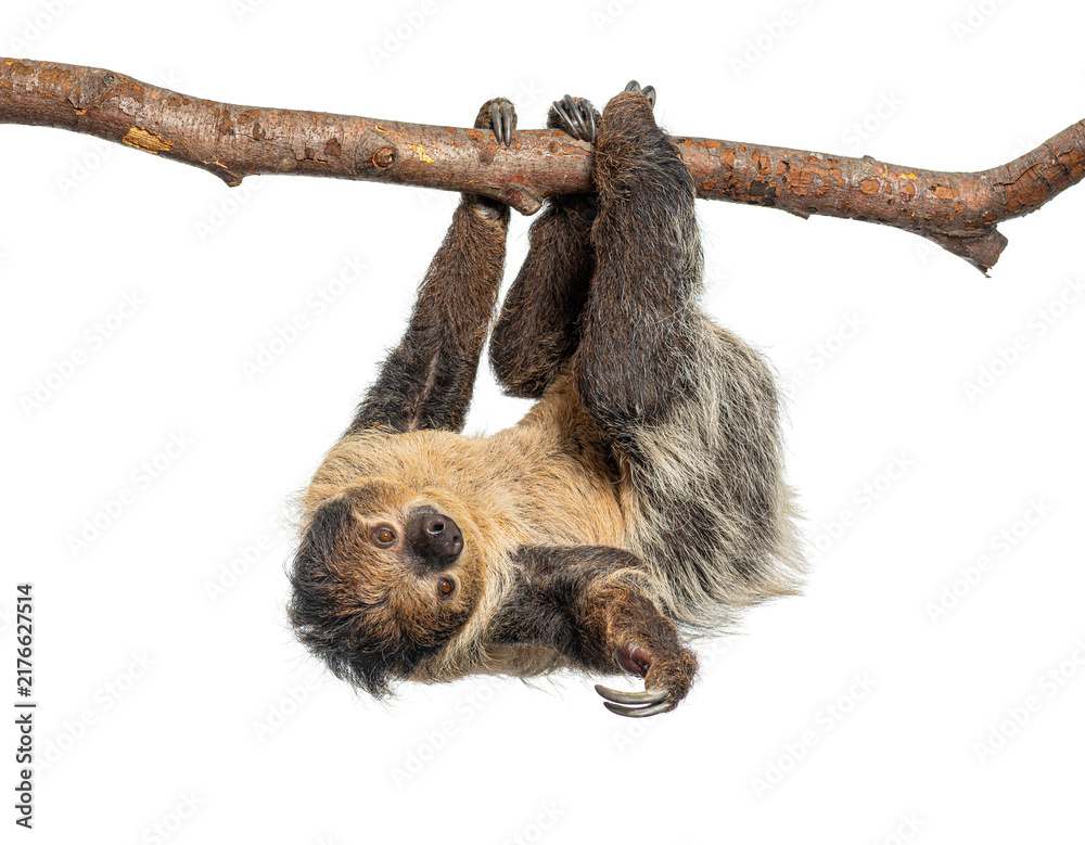 Fototapeta premium Linnaeus's two toed sloth hanging upside down on branch