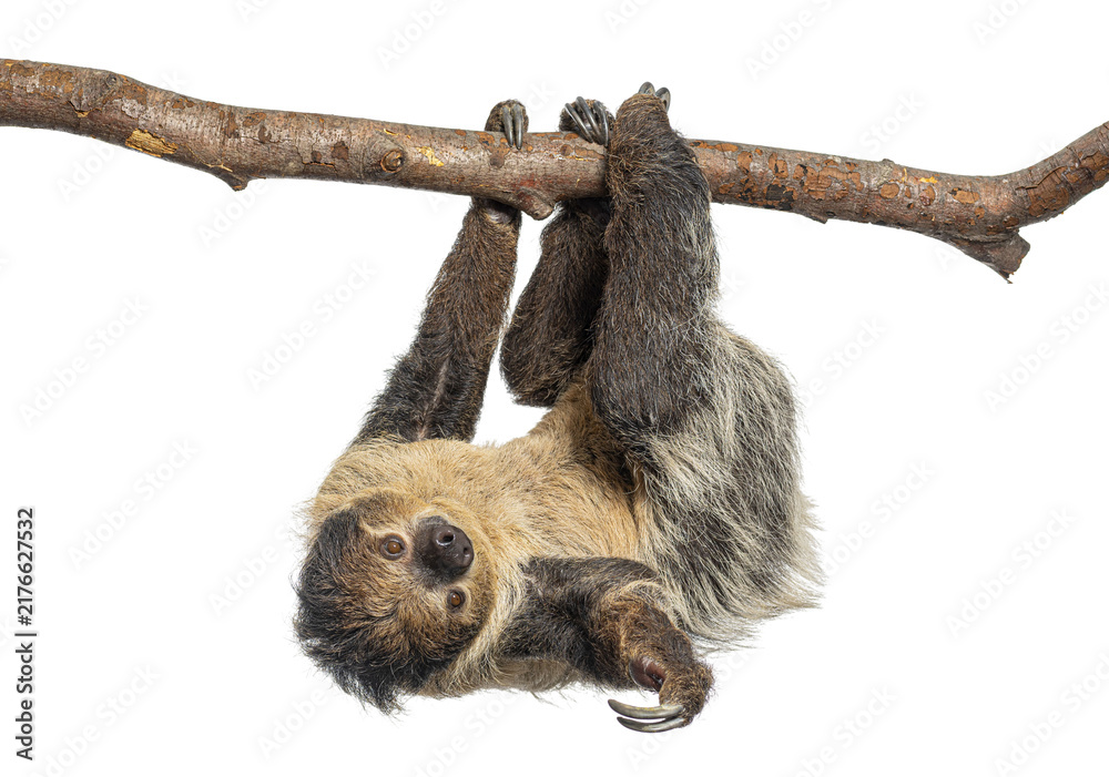 Fototapeta premium Two toed sloth hanging upside down on branch