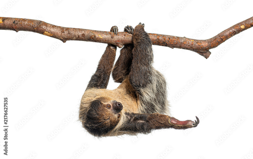 Fototapeta premium Linnaeus's two toed sloth hanging on branch