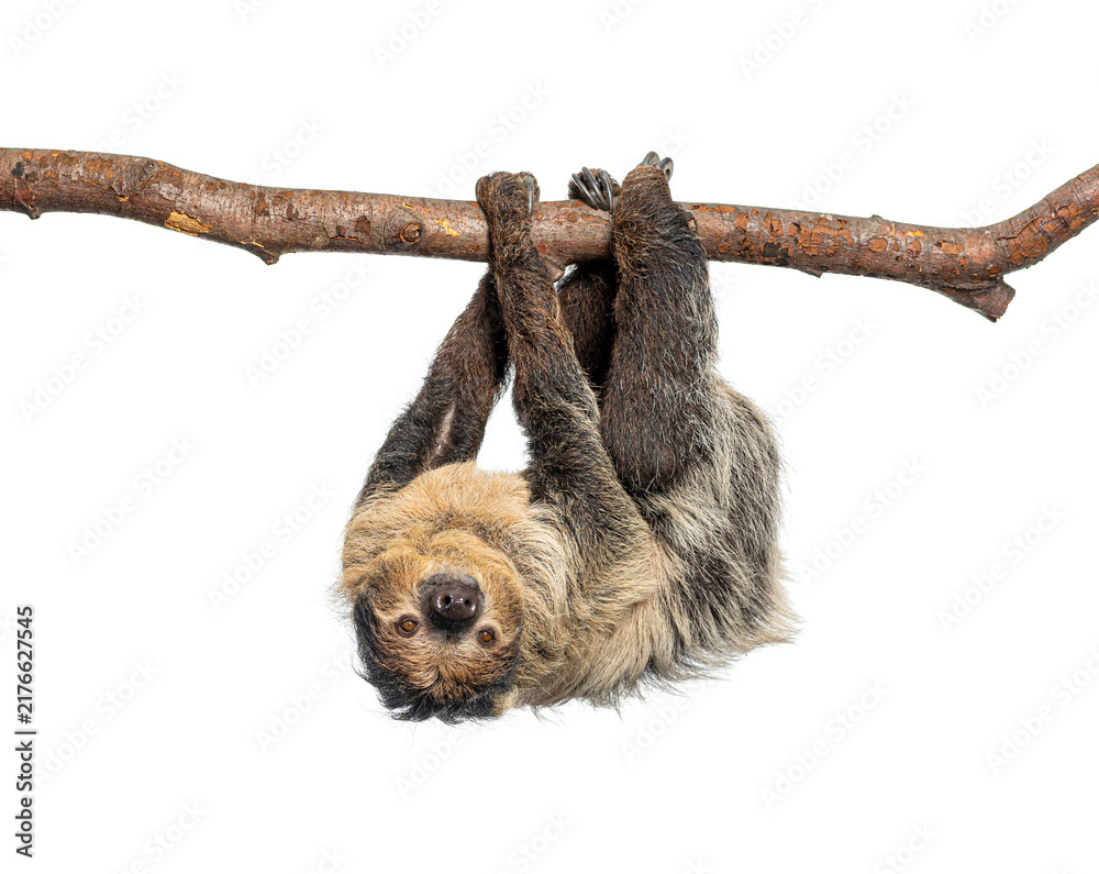 Fototapeta premium Linnaeus's two toed sloth hanging upside down