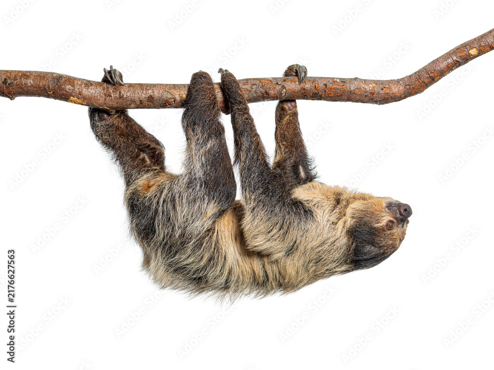 Fototapeta premium Linnaeus's two toed sloth hanging on branch