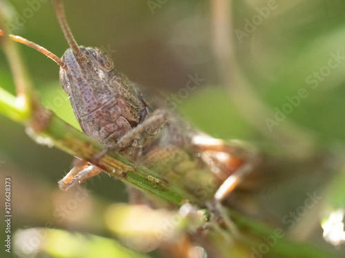 Foto Tiny grasshopper perches on green plant stem