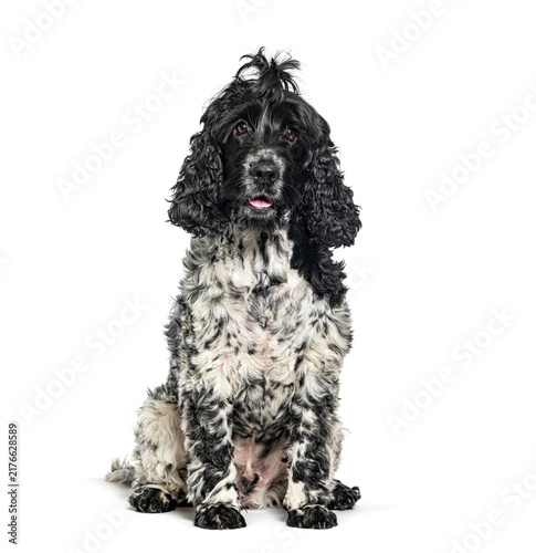 Canvastavla English cocker spaniel puppy sitting on white background