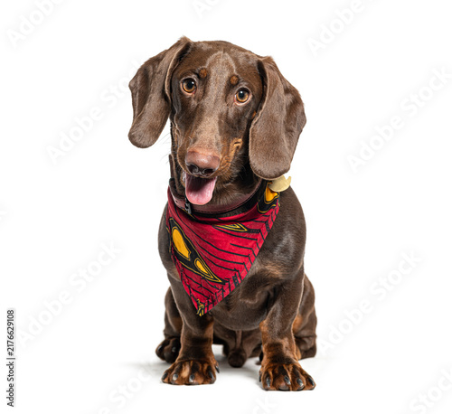 Foto Brown dachshund dog wearing red bandana sitting